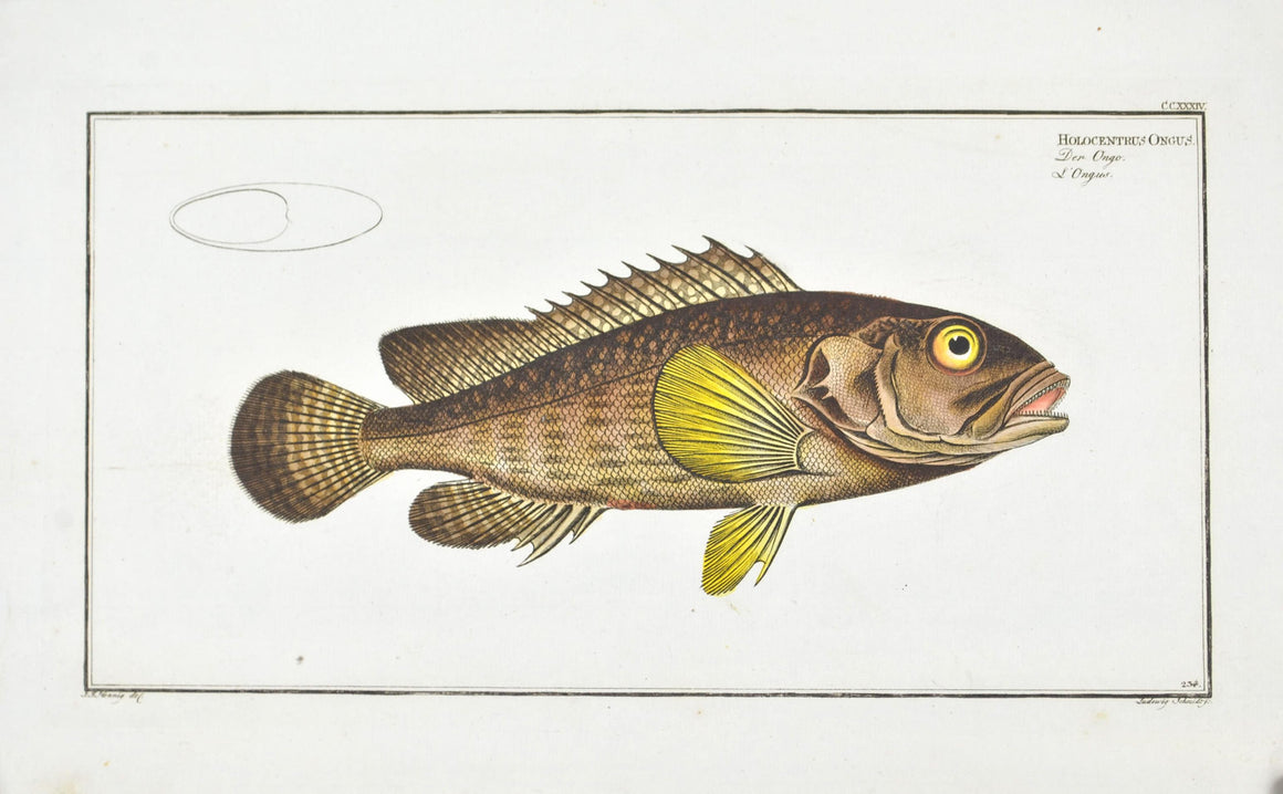 The Grouper by Marcus Bloch c. 1796 Hand Colored Antique Fish Print