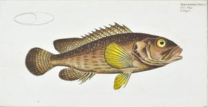 The Grouper by Marcus Bloch c. 1796 Hand Colored Antique Fish Print