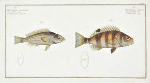 The Striped Squirrel Fish by Marcus Bloch c. 1796 Antique Fish Print