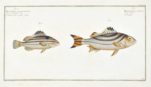 The Slave Squirrelfish by Marcus Bloch c. 1796 Hand Colored Antique Fish Print