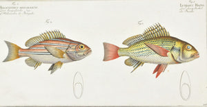 The Long Stick by Marcus Bloch c. 1796 Hand Colored Antique Fish Print