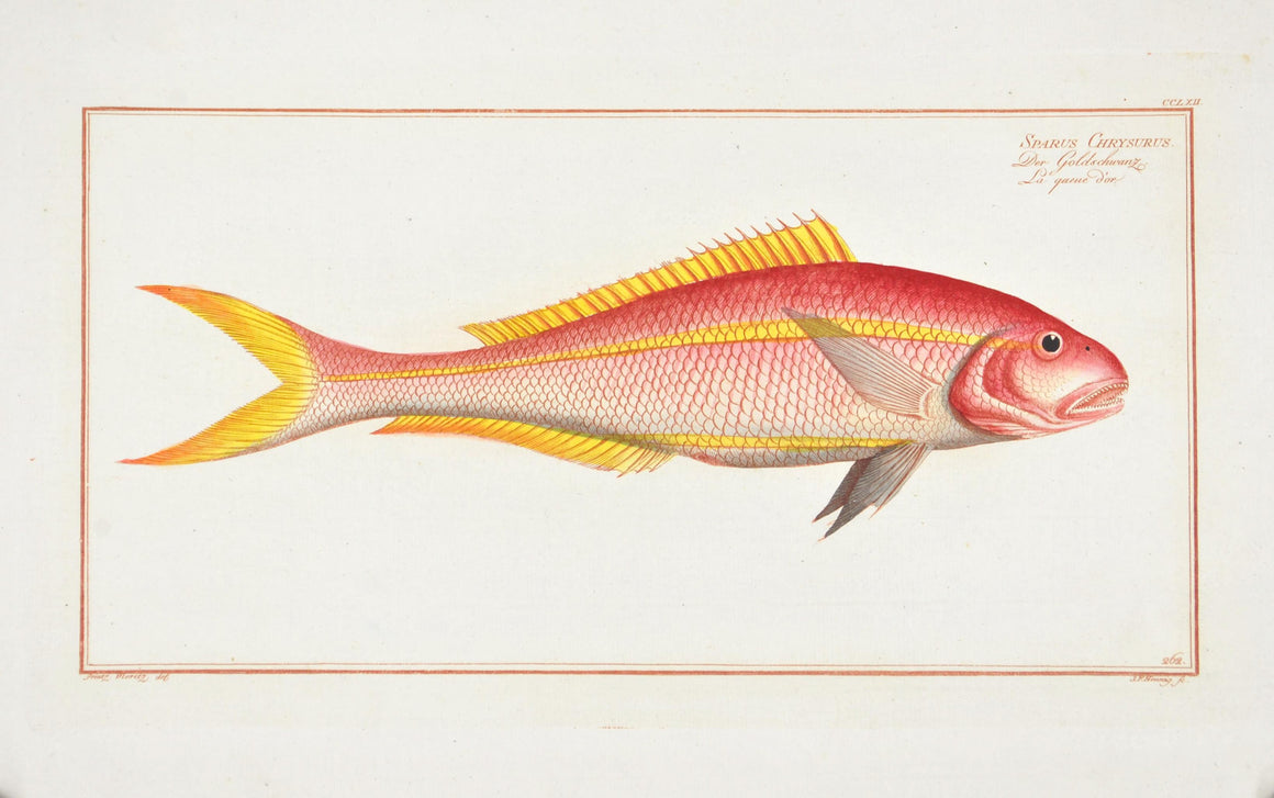 The Gold Tail by Marcus Bloch c. 1796 Hand Colored Antique Fish Print