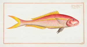 The Gold Tail by Marcus Bloch c. 1796 Hand Colored Antique Fish Print