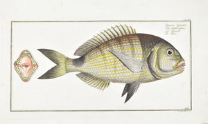 The Base by Marcus Bloch c. 1796 Hand Colored Antique Fish Print