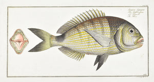 The Base by Marcus Bloch c. 1796 Hand Colored Antique Fish Print