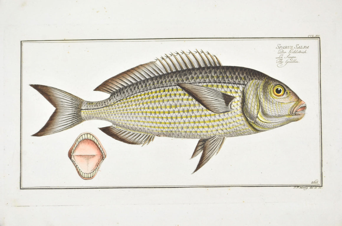 The Goldlin by Marcus Bloch c. 1796 Hand Colored Antique Fish Print