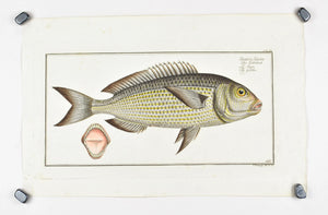 The Goldlin by Marcus Bloch c. 1796 Hand Colored Antique Fish Print