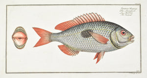 The Cackerel by Marcus Bloch c. 1796 Hand Colored Antique Fish Print