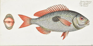The Cackerel by Marcus Bloch c. 1796 Hand Colored Antique Fish Print