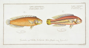The Two-striped Wrasse by Marcus Bloch c. 1796 Hand Colored Antique Fish Print
