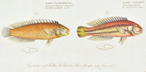 The Two-striped Wrasse by Marcus Bloch c. 1796 Hand Colored Antique Fish Print