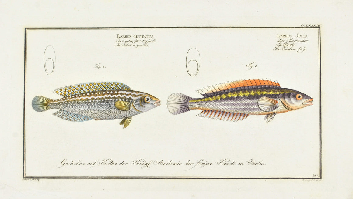 The Rainbow Fish by Marcus Bloch c. 1796 Hand Colored Antique Fish Print
