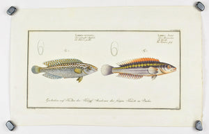 The Rainbow Fish by Marcus Bloch c. 1796 Hand Colored Antique Fish Print