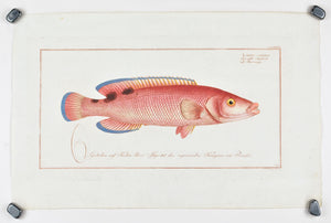 The Red Peacock (Wrasse) by Marcus Bloch c. 1796 Antique Fish Print