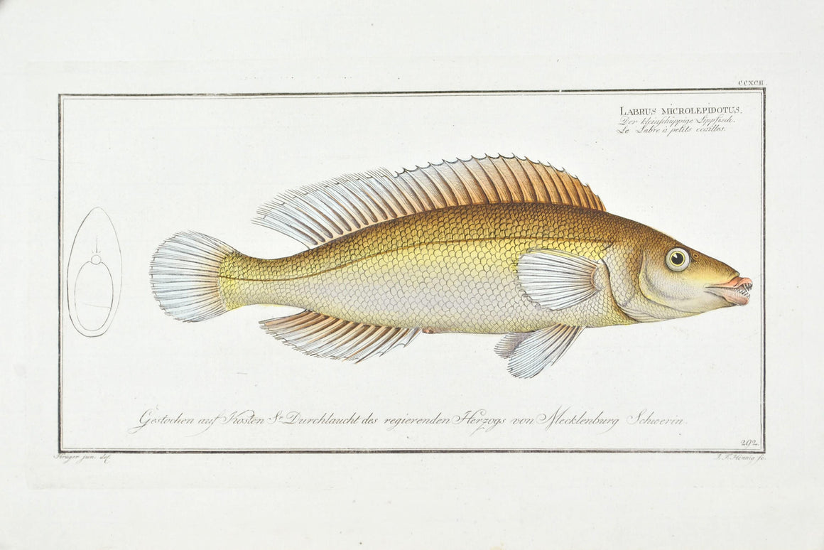 The Small-scaled Wrasse by Marcus Bloch c. 1796 Hand Colored Antique Fish Print