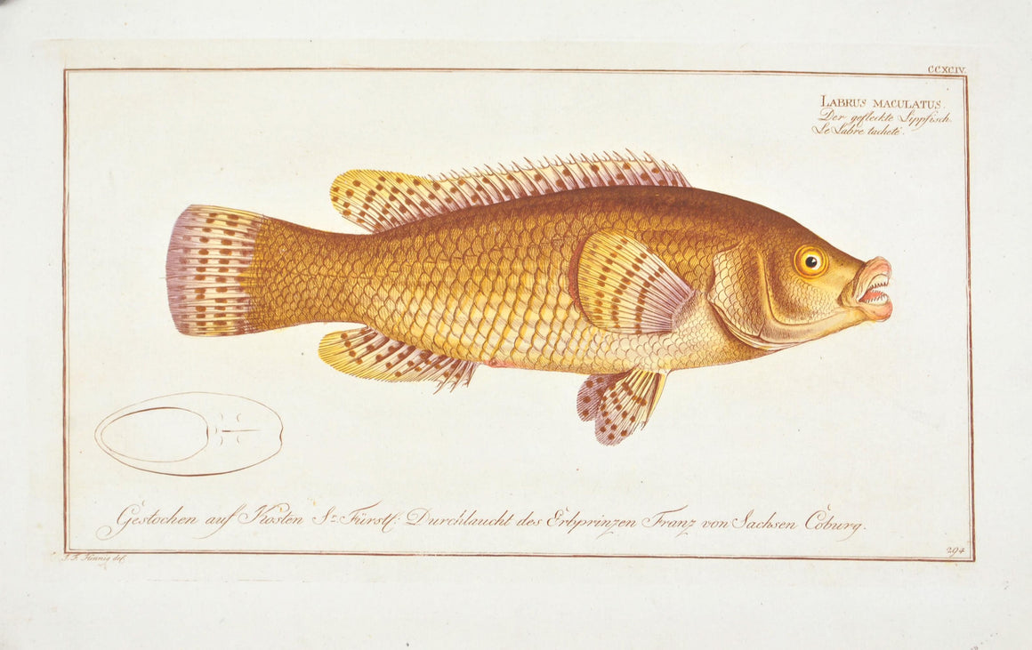 The Speckled (spotted) Wrasse by Marcus Bloch c. 1796 Antique Fish Print