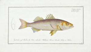The Striped Bass by Marcus Bloch c. 1796 Hand Colored Antique Fish