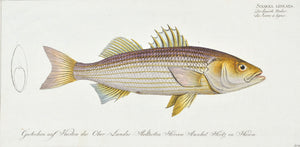 The Striped Bass by Marcus Bloch c. 1796 Hand Colored Antique Fish