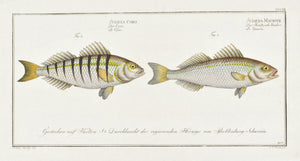 The Guaru (Croaker) by Marcus Bloch c. 1796 Hand Colored Antique Fish Print