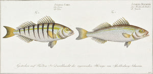 The Guaru (Croaker) by Marcus Bloch c. 1796 Hand Colored Antique Fish Print
