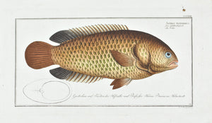 The Turtle (fish) by Marcus Bloch c. 1796 Hand Colored Antique Fish Print
