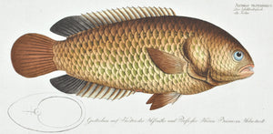 The Turtle (fish) by Marcus Bloch c. 1796 Hand Colored Antique Fish Print