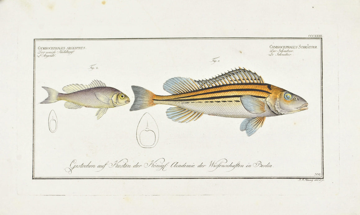 The Striped Ruffe by Marcus Bloch c. 1796 Hand Colored Antique Fish Print