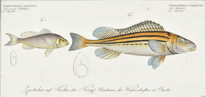 The Striped Ruffe by Marcus Bloch c. 1796 Hand Colored Antique Fish Print