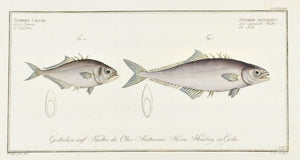 The Spanish Rider (Mackerel) by Marcus Bloch c. 1796 Antique Fish Print