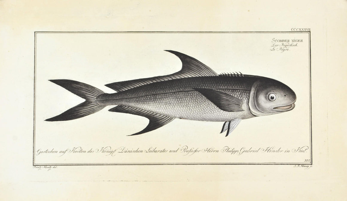 The Black Mackerel by Marcus Bloch c. 1796 Hand Colored Antique Fish Print