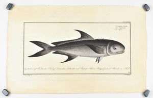 The Black Mackerel by Marcus Bloch c. 1796 Hand Colored Antique Fish Print