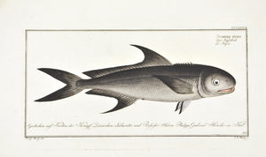 The Black Mackerel by Marcus Bloch c. 1796 Antique Fish Print