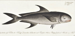 The Black Mackerel by Marcus Bloch c. 1796 Antique Fish Print