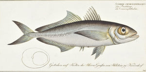 The Big-Eyed Scad by Marcus Bloch c. 1796 Hand Colored Antique Fish Print
