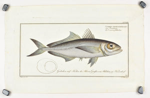 The Big-Eyed Scad by Marcus Bloch c. 1796 Hand Colored Antique Fish Print