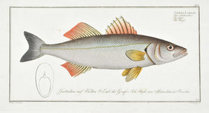 The Basse by Marcus Bloch c. 1796 Hand Colored Antique Fish Print