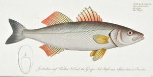 The Basse by Marcus Bloch c. 1796 Hand Colored Antique Fish Print