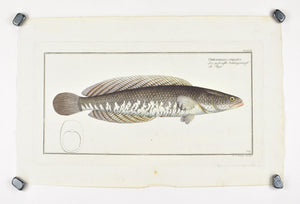 The Snakehead Murrel by Marcus Bloch c. 1796 Hand Colored Antique Fish Print