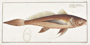 The Bearded Lancet Tail by Marcus Bloch c. 1796 Hand Colored Antique Fish Print