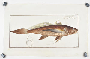 The Bearded Lancet Tail by Marcus Bloch c. 1796 Hand Colored Antique Fish Print
