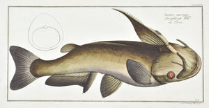 Horned Silure (Catfish) by Marcus Bloch c. 1796 Hand Colored Antique Fish Print