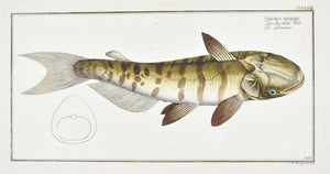 Unbarbed Silure (Catfish) by Marcus Bloch c. 1796 Hand Colored Fish Print