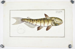 Unbarbed Silure (Catfish) by Marcus Bloch c. 1796 Hand Colored Fish Print