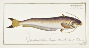 Bimaculated Silure (Catfish) by Marcus Bloch c. 1796 Hand Colored Fish Print