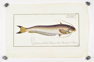 Bimaculated Silure (Catfish) by Marcus Bloch c. 1796 Hand Colored Fish Print