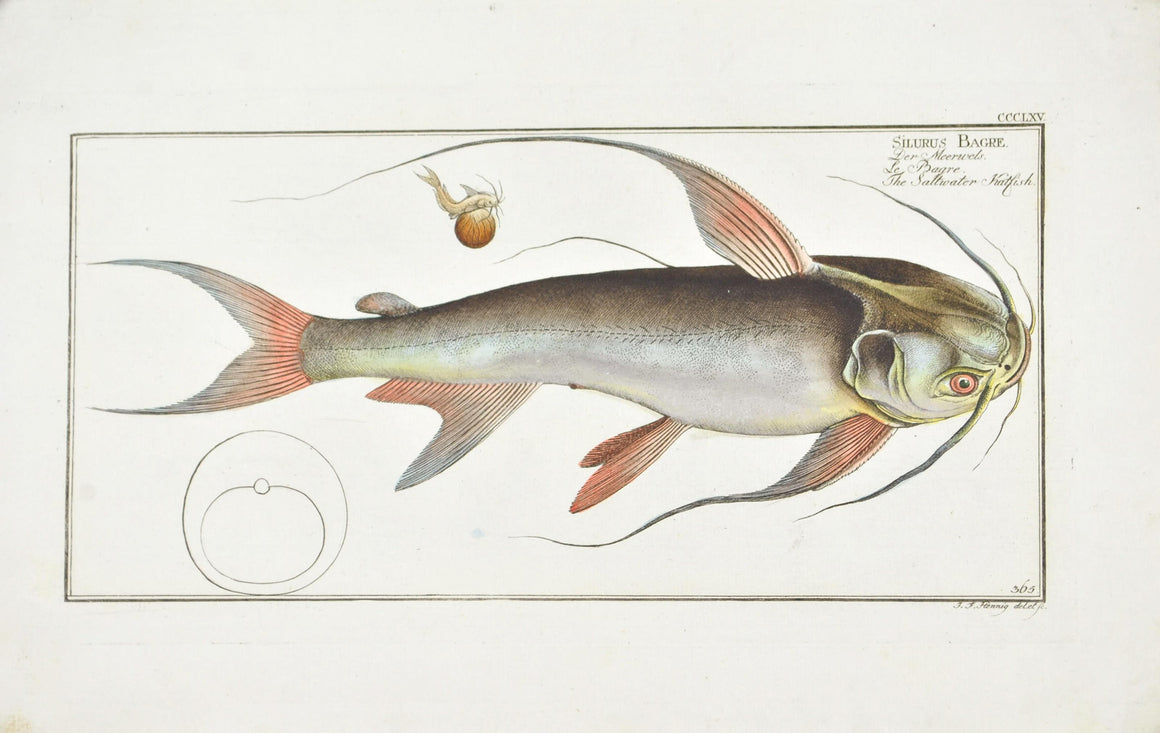 Saltwater Katfish by Marcus Bloch c. 1796 Hand Colored Antique Fish Print