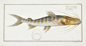 Streaked Silure (Catfish) by Marcus Bloch c. 1796 Hand Colored Fish