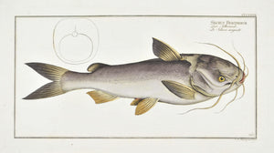 Silver-Silure (Catfish) by Marcus Bloch c. 1796 Hand Colored Antique Fish Print