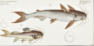 Knotty Silure (Catfish) by Marcus Bloch c. 1796 Hand Colored Antique Fish Print