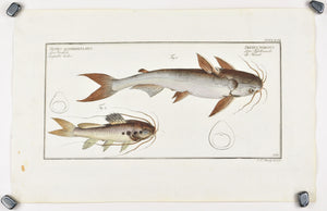 Knotty Silure (Catfish) by Marcus Bloch c. 1796 Hand Colored Antique Fish Print